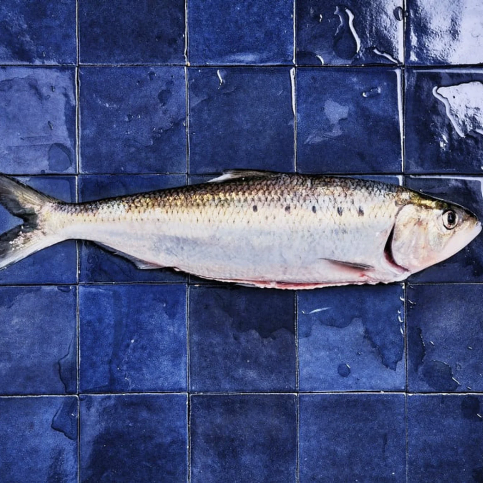 Alose poiscaille sur carreaux bleus