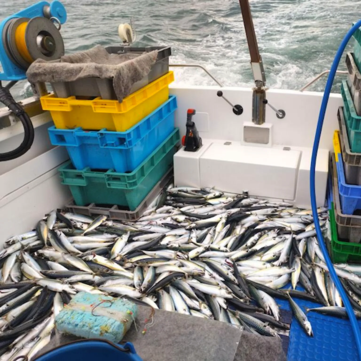 Avalanche de maquereaux sur le pont d'un bateau