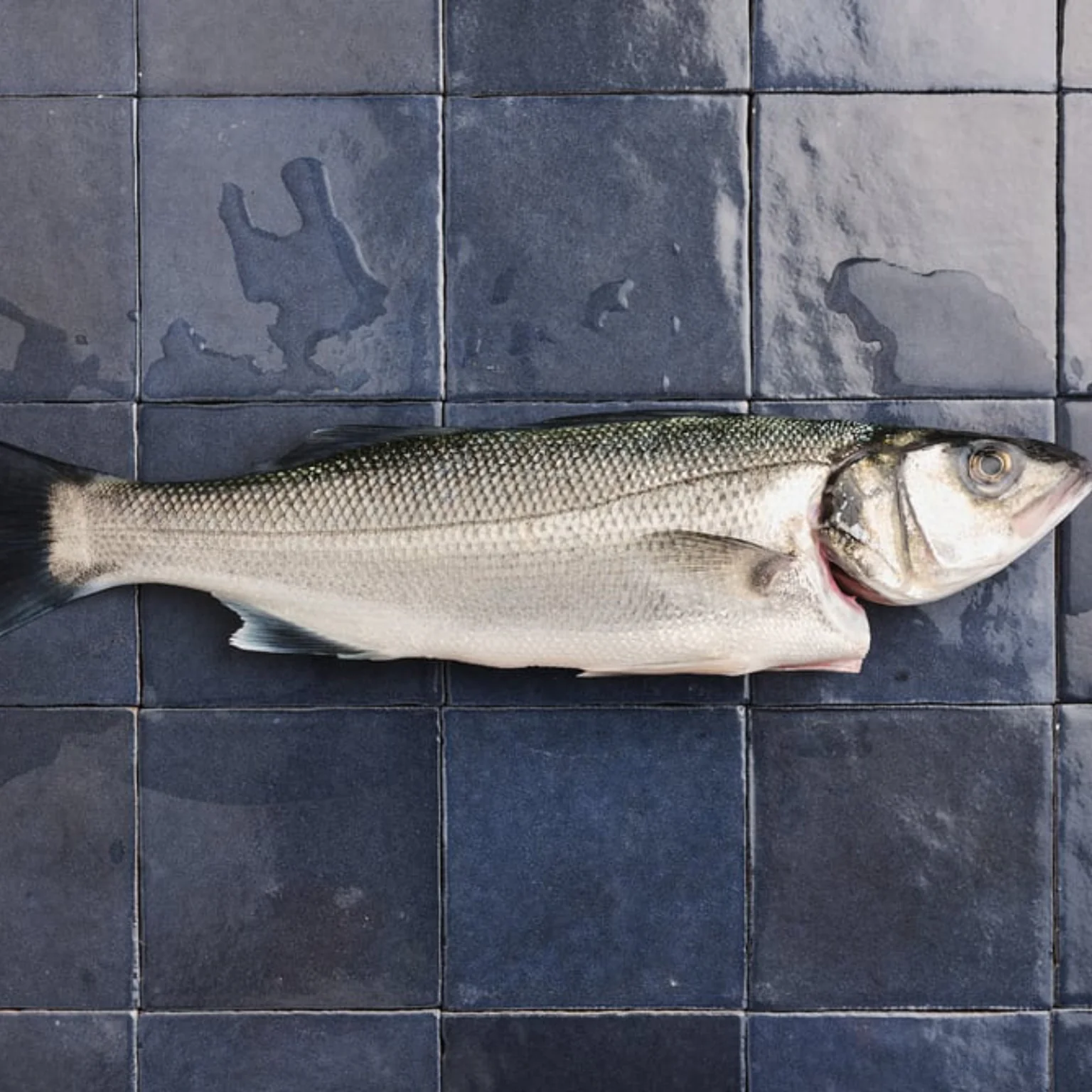 Bar de ligne sur carreaux bleus poiscaille