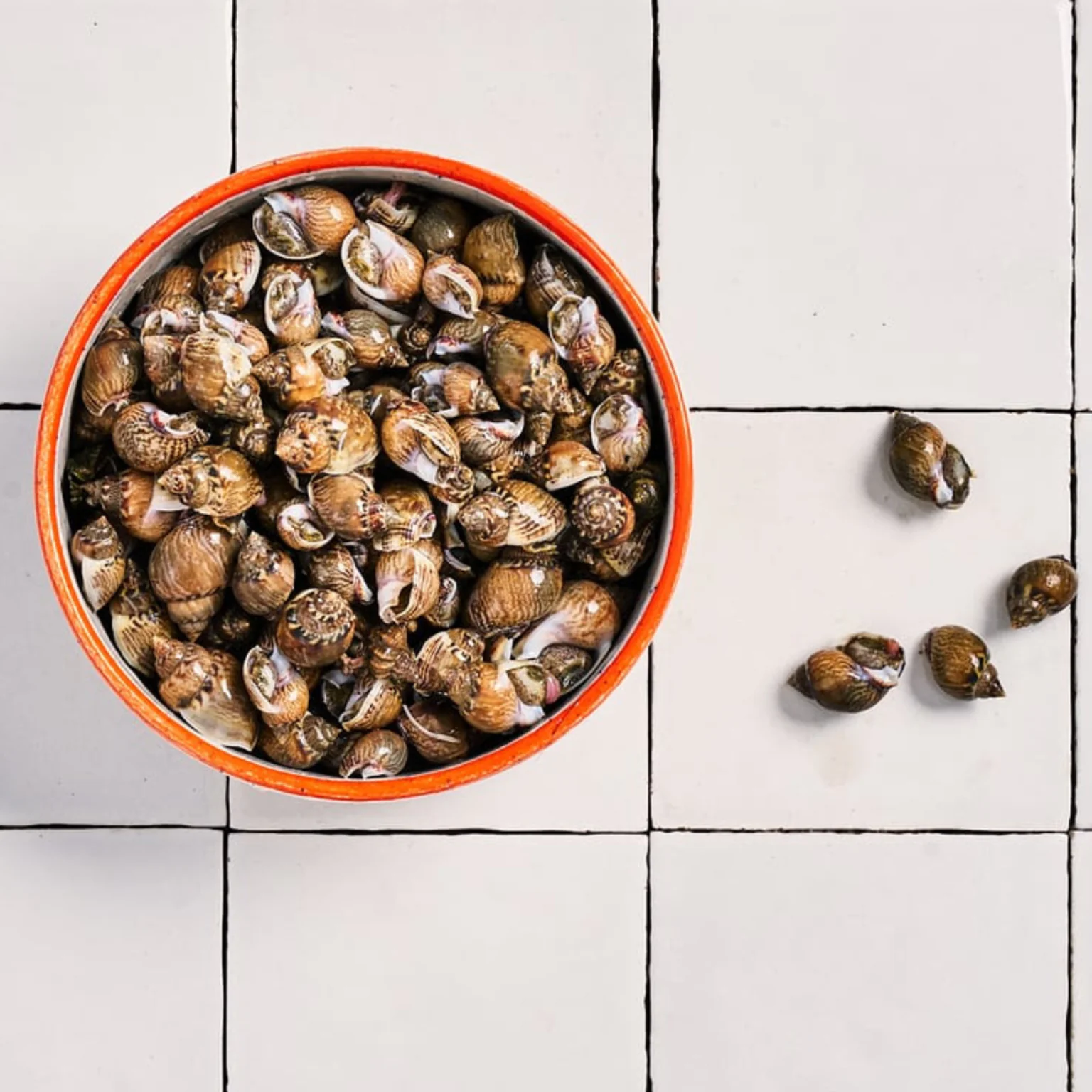 Bignorneaux nassa Poiscaille sur carreaux blancs