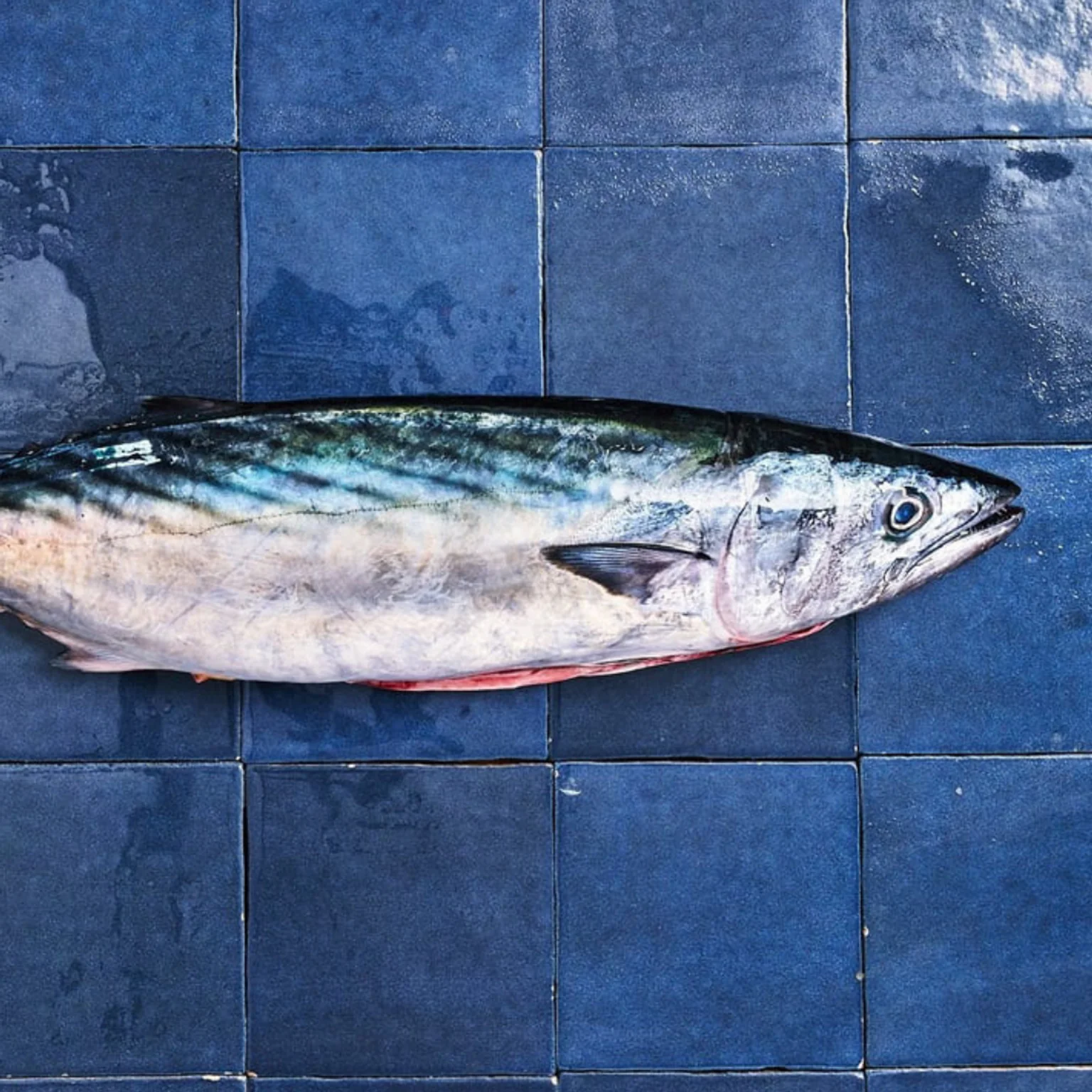 Bonite a dos rayé sur carreaux bleus Poiscaille