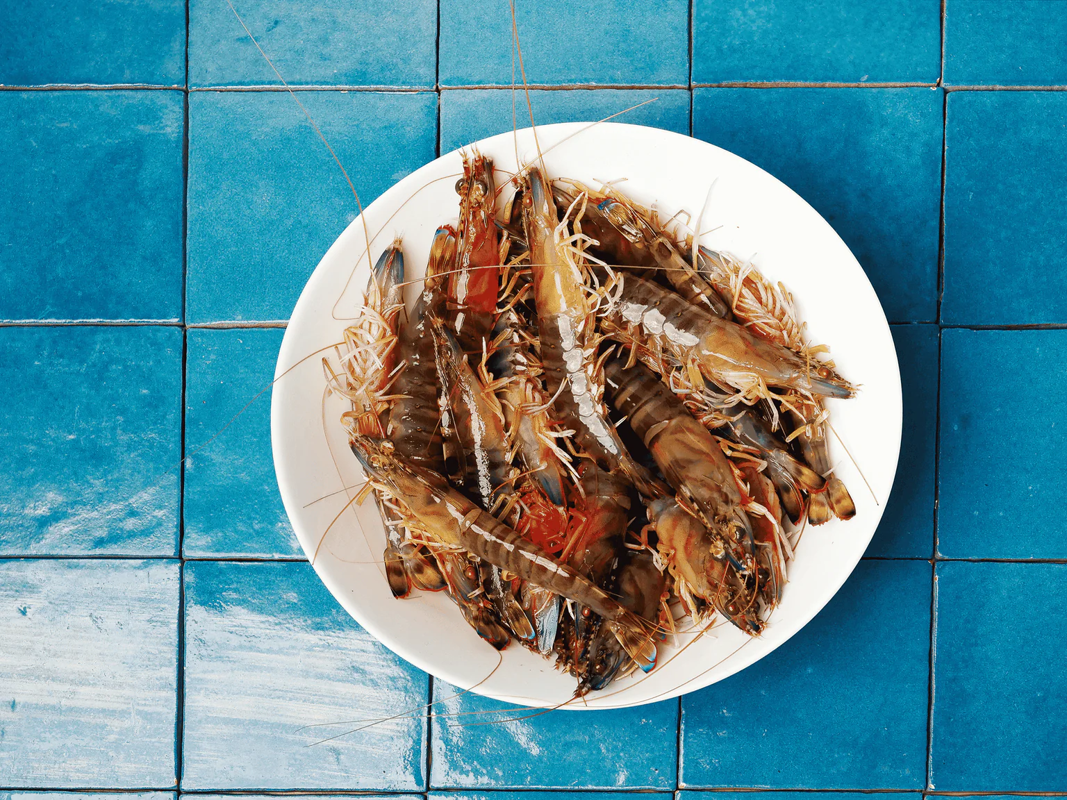 Photo crevettes impériales fond carrelage bleu