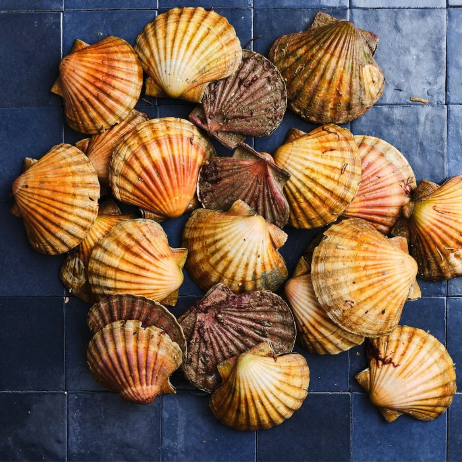 Coquilles Saint Jacques sur les carreaux bleus Poiscaille