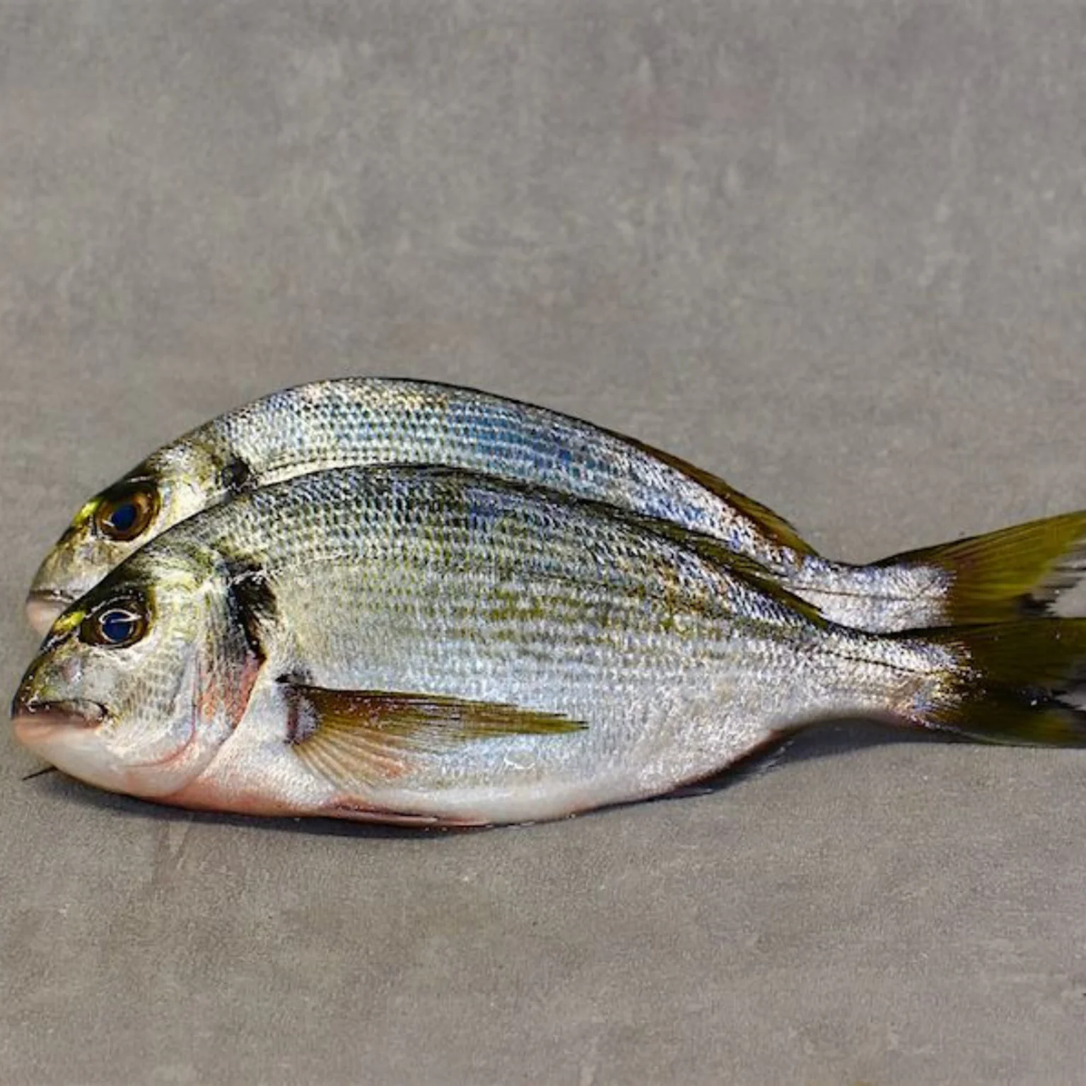 Daurades royales sur fond gris.         