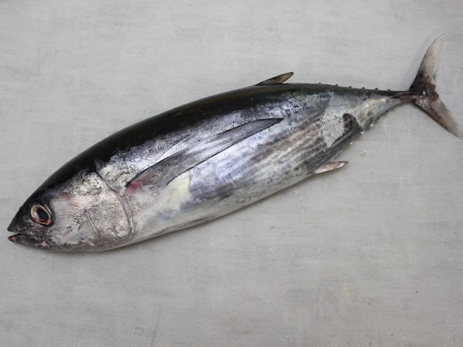 Gros thon avec les équipes Poiscaille.