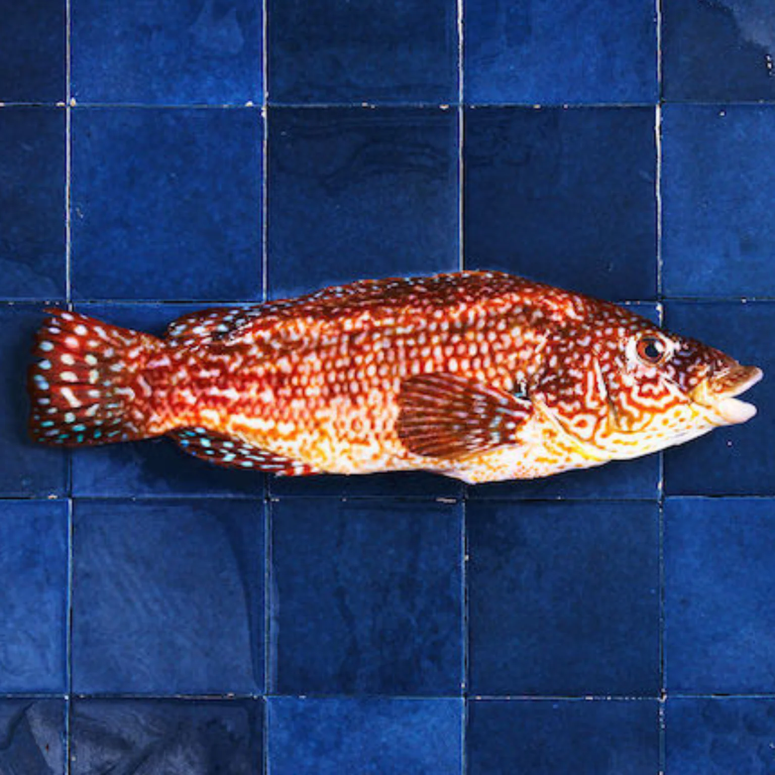 Merou : la vieille bretonne sur carreaux bleus 