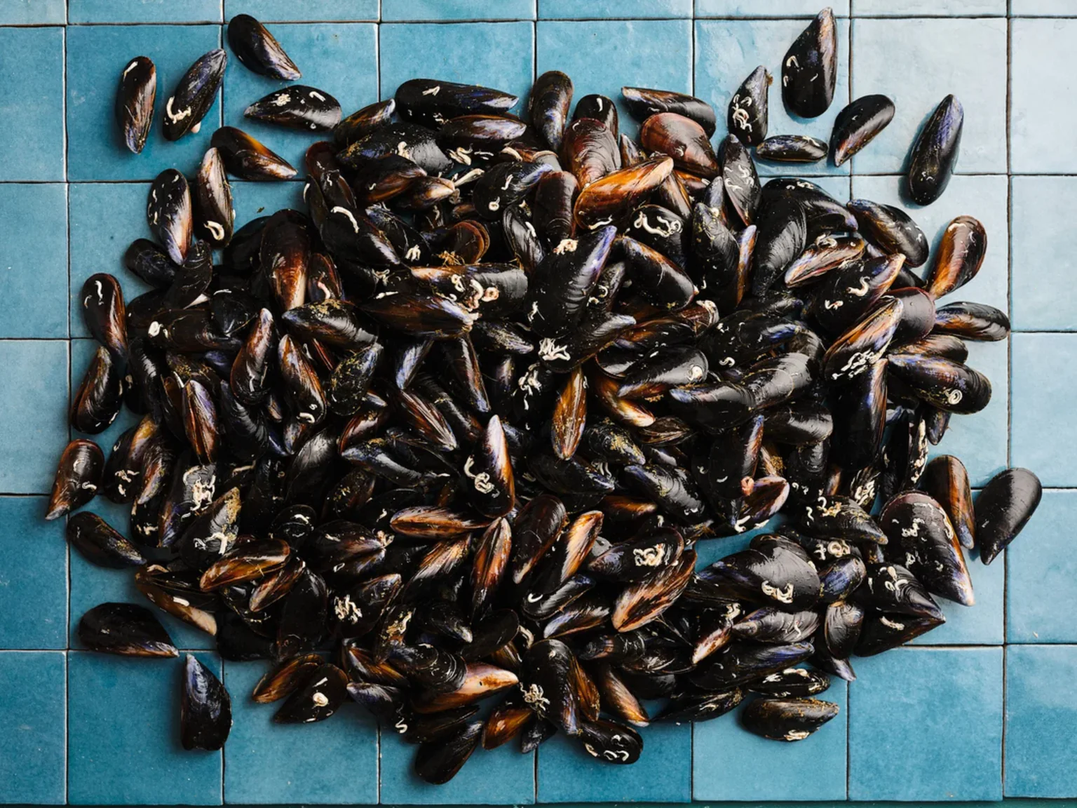 De belles moules Poiscaille pour se régaler