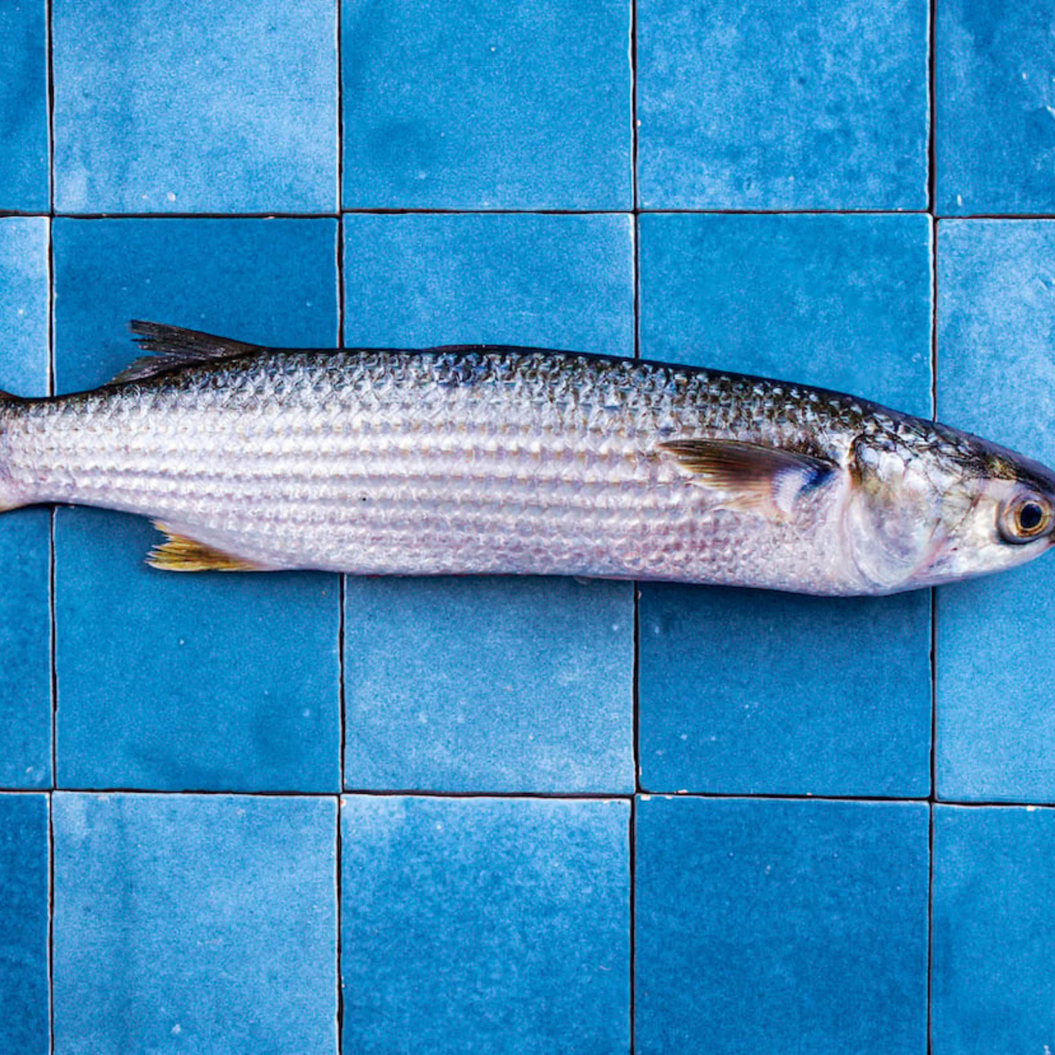 Poisson mulet sur carreaux bleus poiscaille