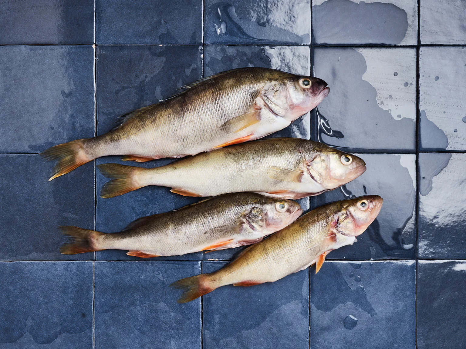 Photo d'un lot de perches entier du Lac Léman