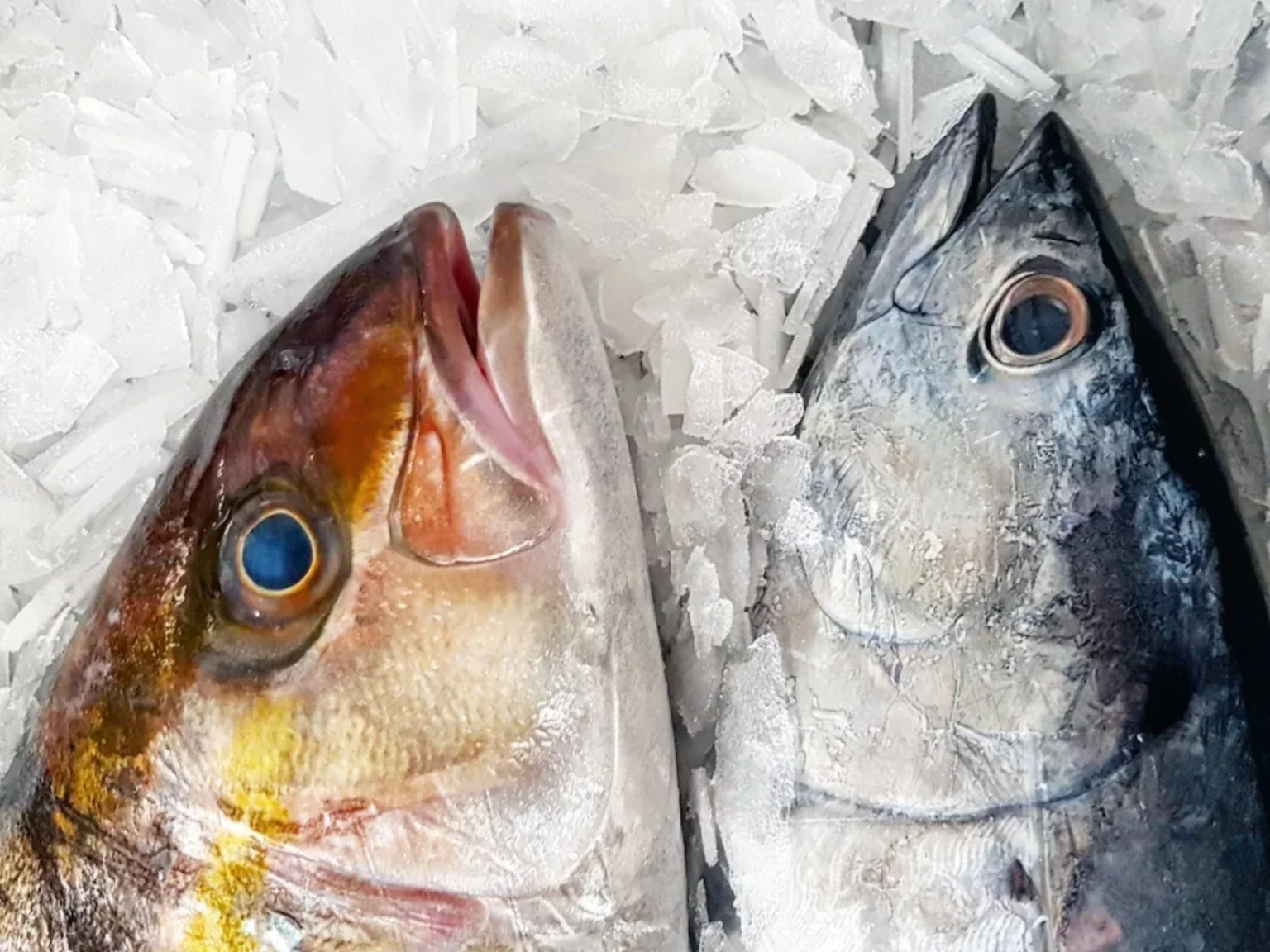 Sériole et thonine de méditerranée. Parfait en automne