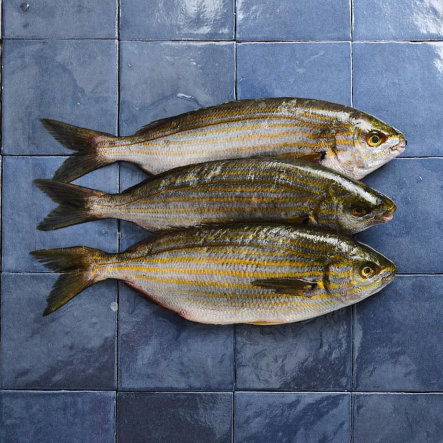 Saupe sur carreaux bleus Poiscaille.