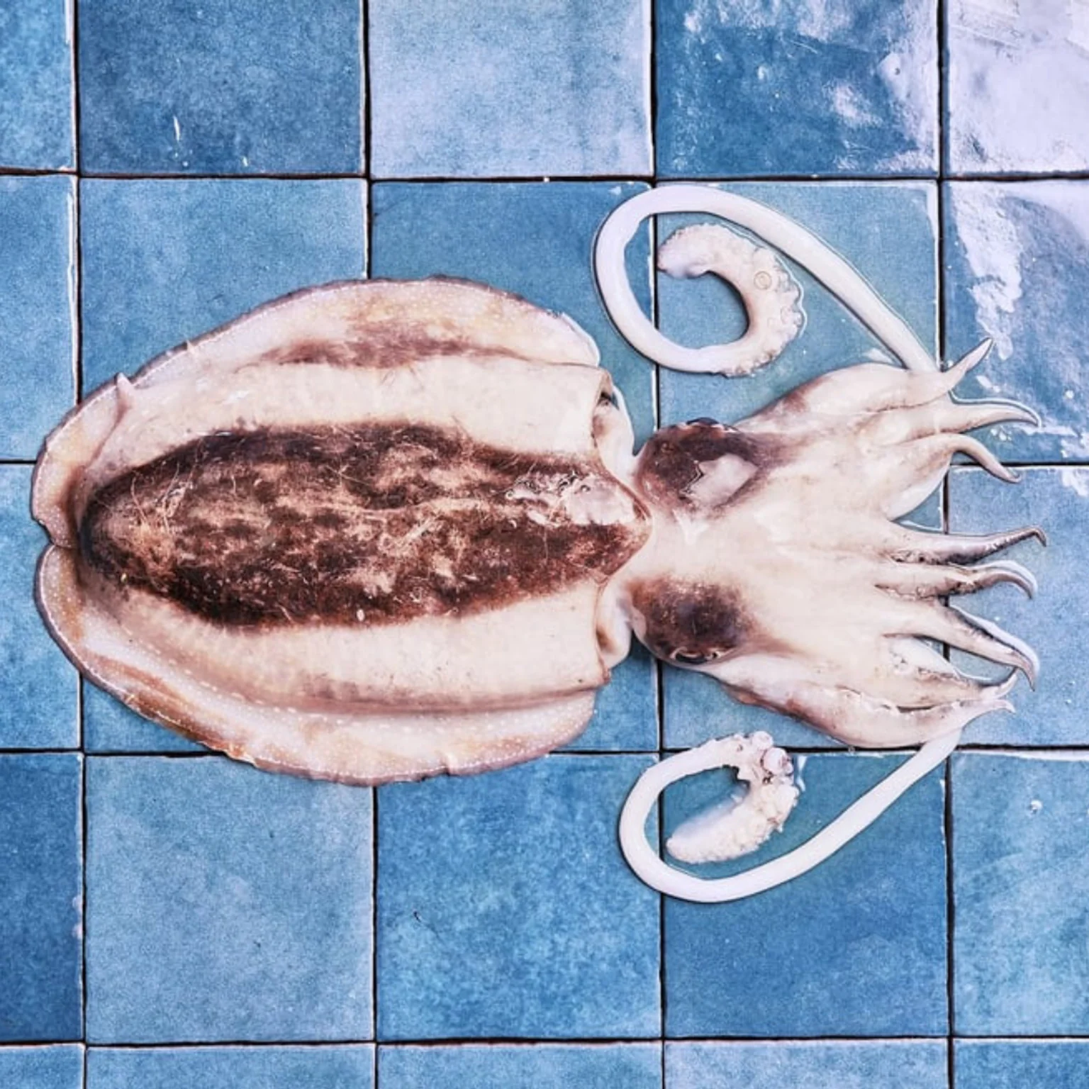 Seiche francaise sur carreaux bleus poiscaille