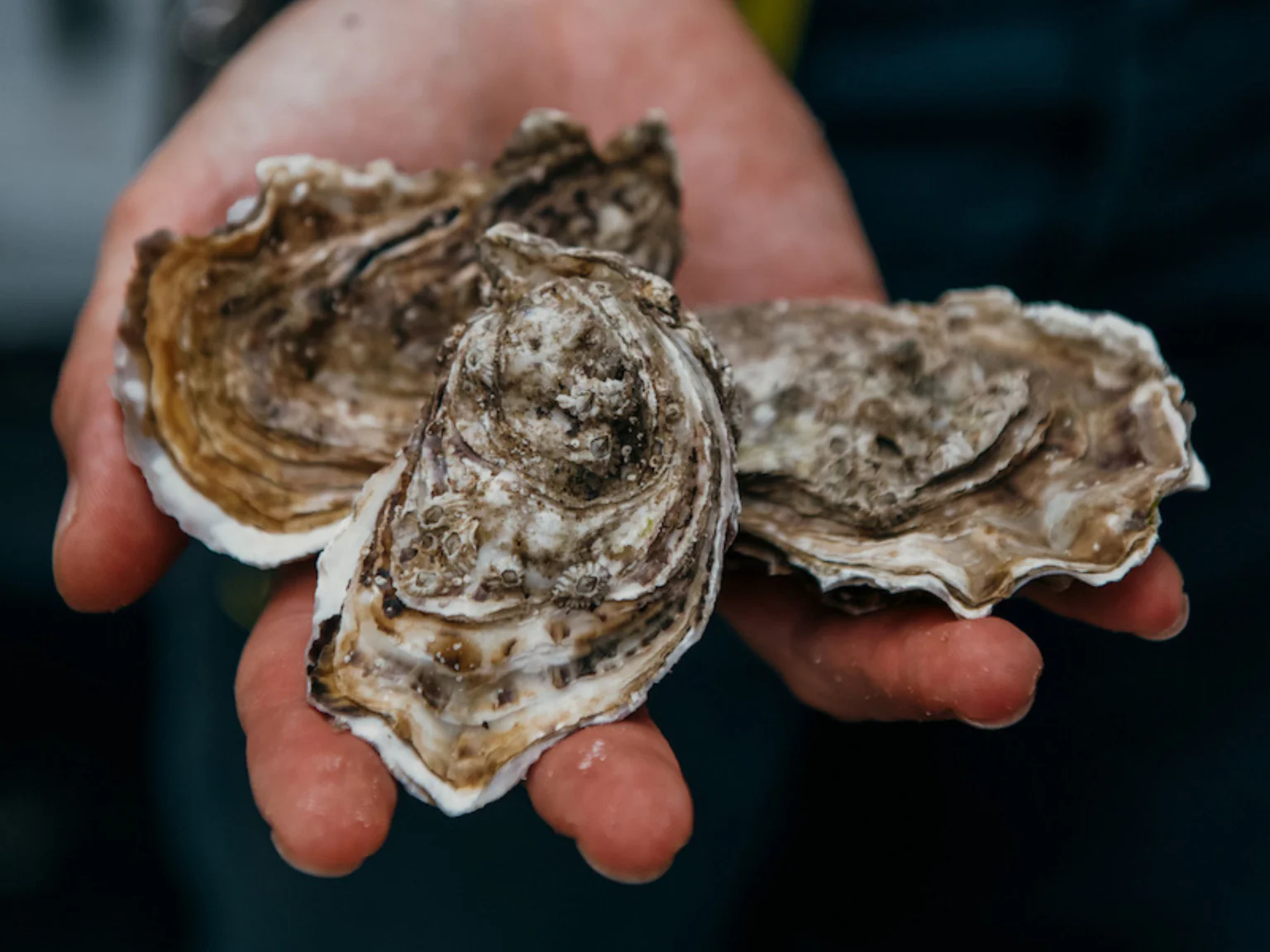 Les huitres rentrent dans leur meilleure période, le moment parfait pour les déguster.