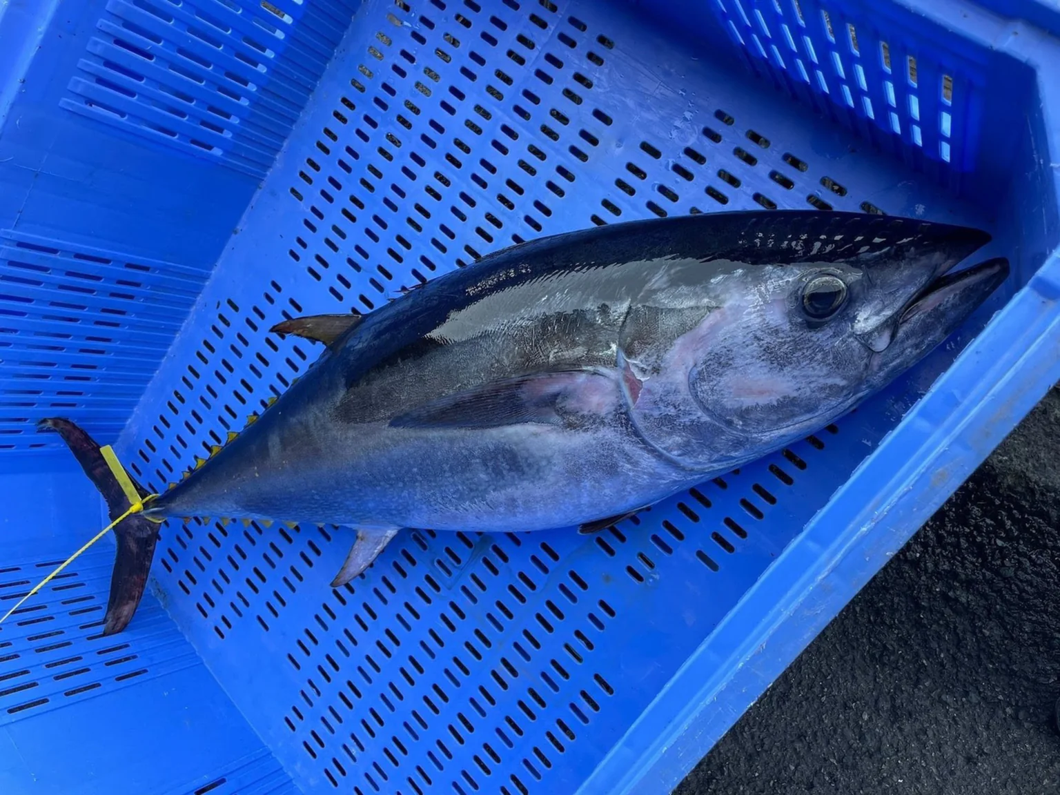 Photo d'un thon rouge de 30kg début de saison