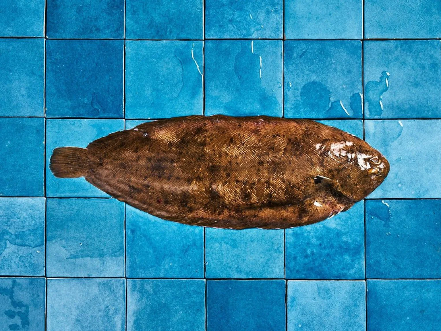 Photo d'une sole sur fond carrelage bleu