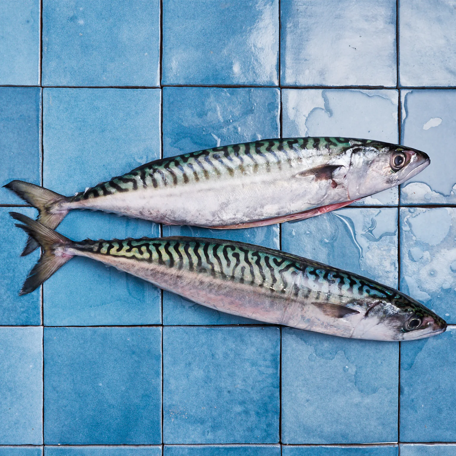 Casier de maquereaux communs pêchés au filet droit