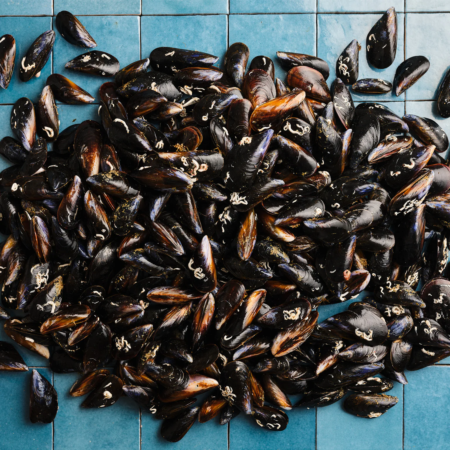 Casier 4kg de moules format XL pour se régaler